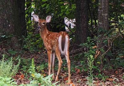 Deer In The Backyard