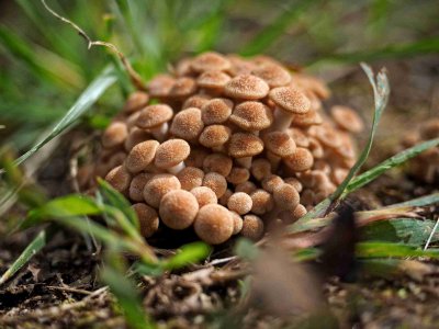 Mushrooms
