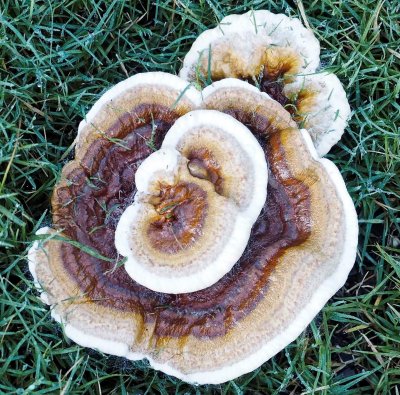 Mushrooms