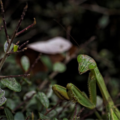 _B060067
