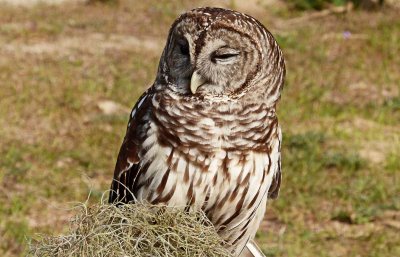 Mrs. P - Barred Owl