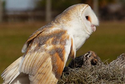 Henry - European Barn Owl