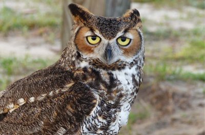 Gulliver - Great Horned Owl