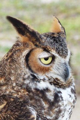 Gulliver - Great Horned Owl