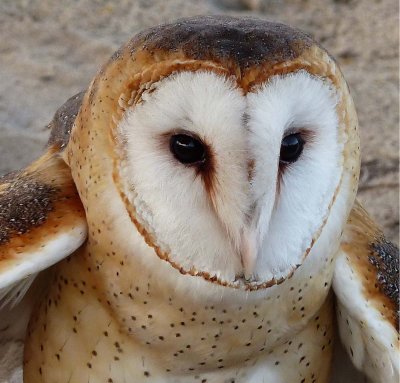 Whisper - Common Barred Owl