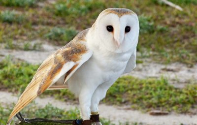 Henry - European Barn Owl
