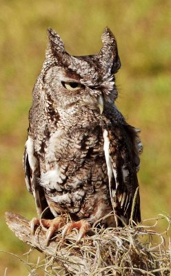 Lucy - Eastern Screech