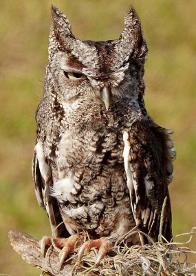 Lucy - Eastern Screech
