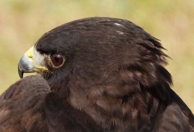 Sable - Short Tailed Hawk