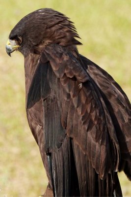 Sable - Short Tailed Hawk
