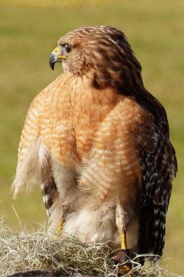 Archer - Red Shoulder Hawk