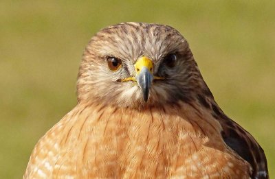 Archer - Red Shoulder Hawk