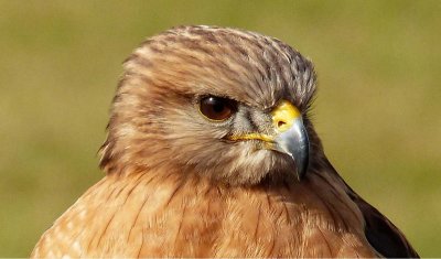 Archer - Red Shoulder Hawk