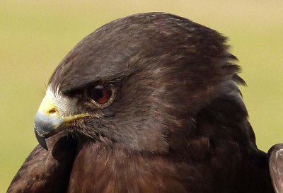Sable - Short Tailed Hawk