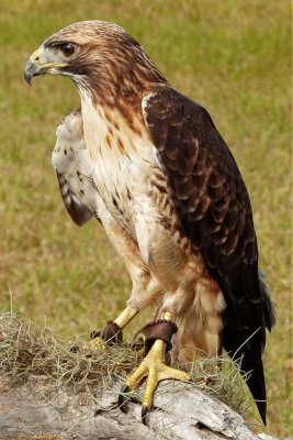 Izzy - Red Tailed Hawk
