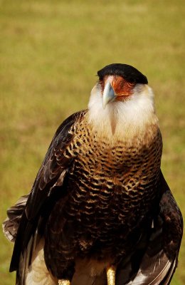 Quixote - Caracara