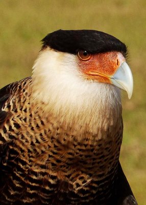 Quixote - Caracara