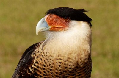 Quixote - Caracara