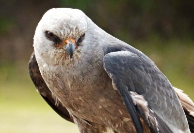 Pepito - Mississippi Kite
