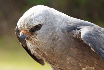 Pepito - Mississippi Kite
