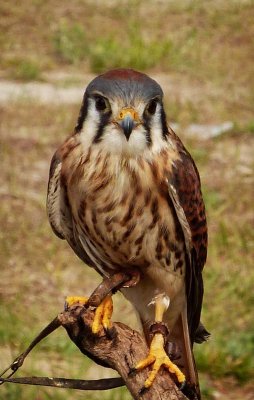 Callie - American Kestrel
