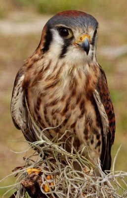 Callie - American Kestrel