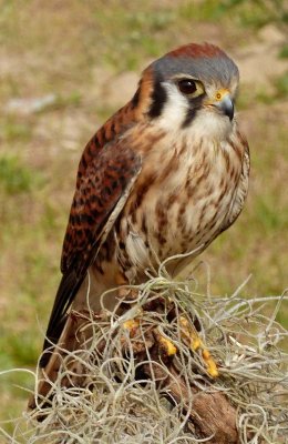 Callie - American Kestrel