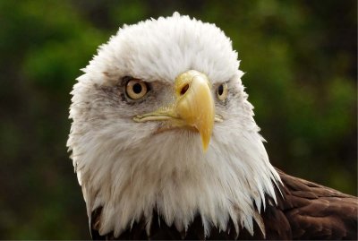 Issiah - Bald Eagle