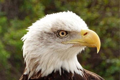 Issiah - Bald Eagle