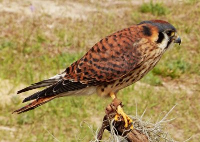 Callie - American Kestrel