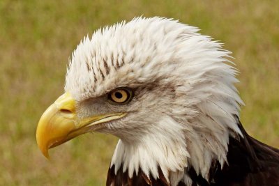 Issiah - Bald Eagle