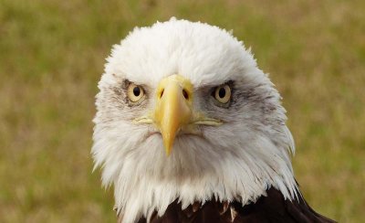 Issiah - Bald Eagle