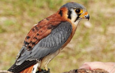 Callie - American Kestrel