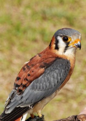 Callie - American Kestrel