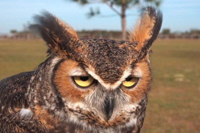 Gulliver - Great Horned Owl