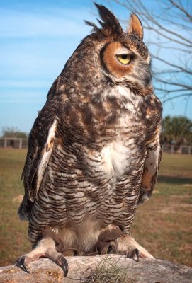 Gulliver - Great Horned Owl