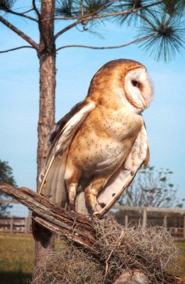 Whisper - Common Barred Owl