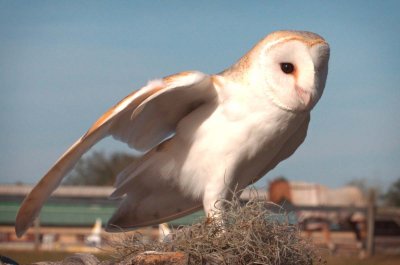 Henry - European Barn Owl