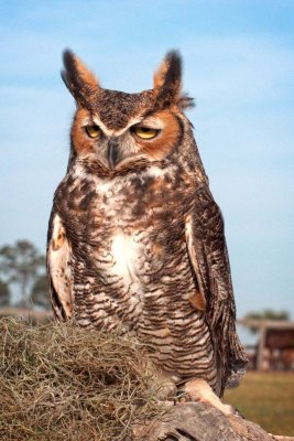 Gulliver - Great Horned Owl