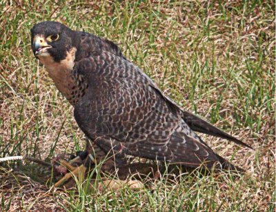 Cora - Peregrine Falcon