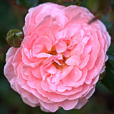 P4282020