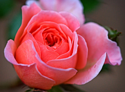 P4282025