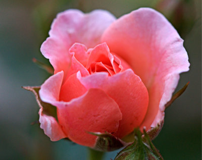 P4282027
