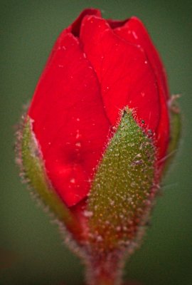 P4302227