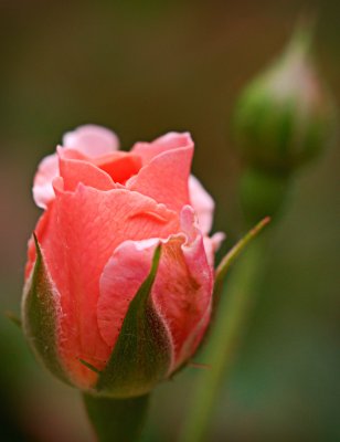 P4302232