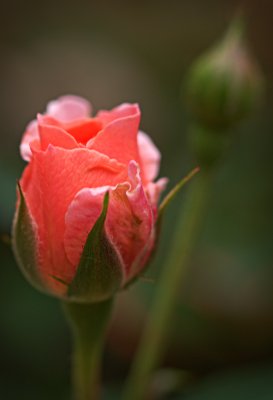 P4302234