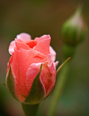 P4302232