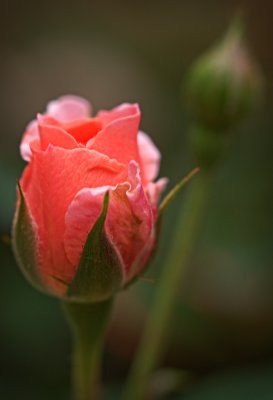 P4302234