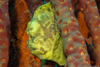 Longlure Frogfish. Richards 