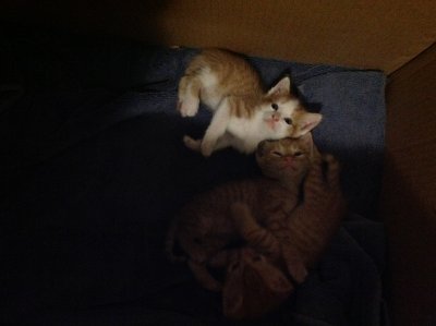Kittens 4 weeks 001.JPG